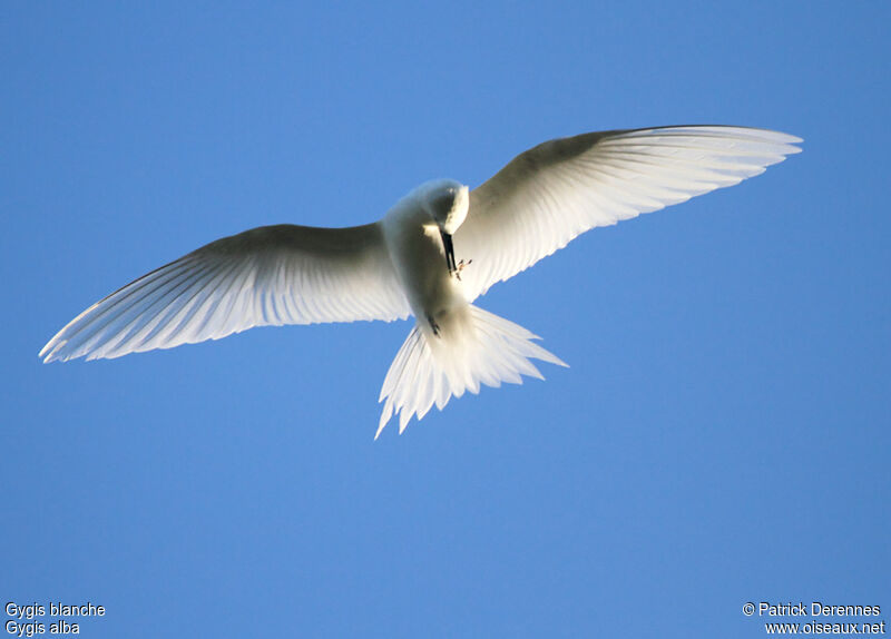 White Ternadult breeding, identification, Flight, Behaviour