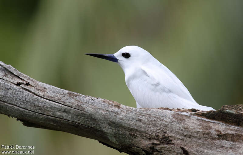 White Ternadult breeding, Reproduction-nesting