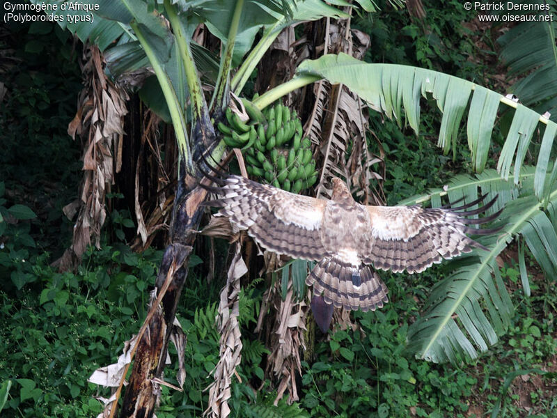 Gymnogène d'Afriquejuvénile, identification, régime, Comportement