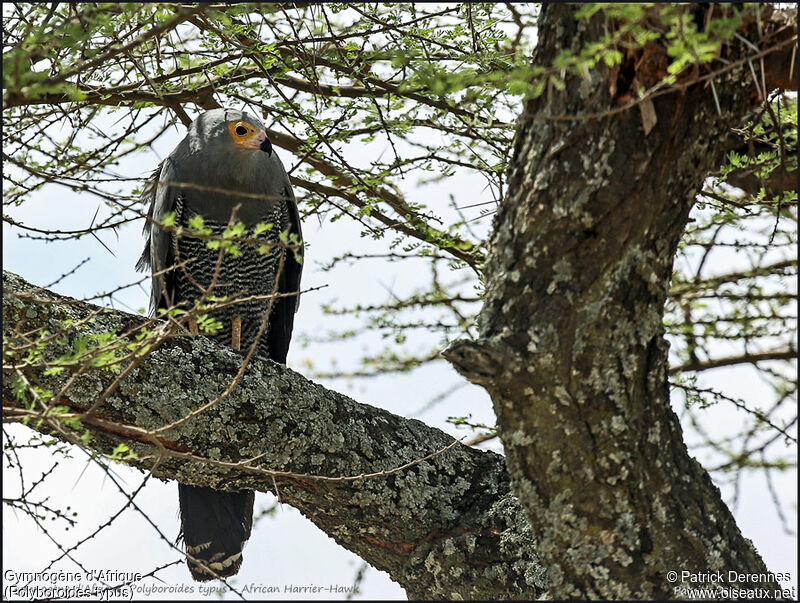 African Harrier-Hawkadult, identification