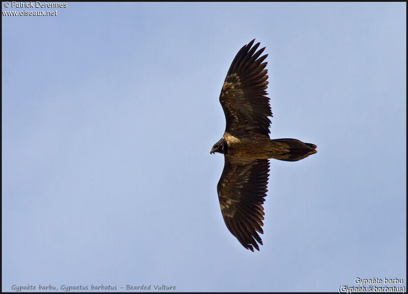 Bearded Vultureimmature, Flight