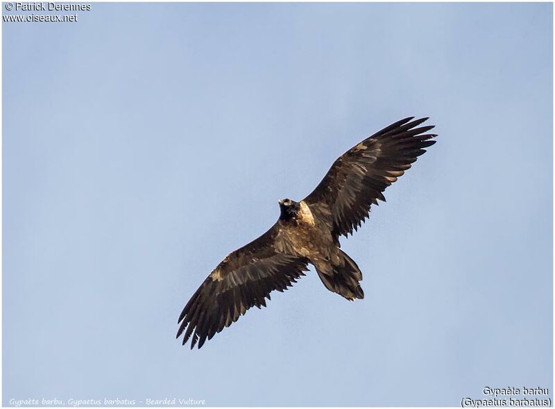 Bearded Vultureimmature, Flight