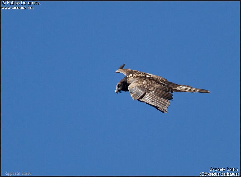 Bearded Vultureimmature, Flight