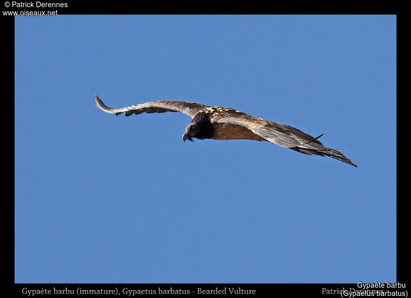 Bearded Vultureimmature, Flight