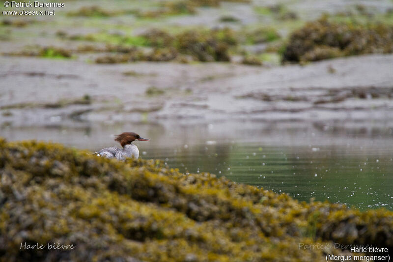 Common Merganser, identification, habitat