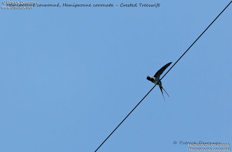 Crested Treeswift, identification