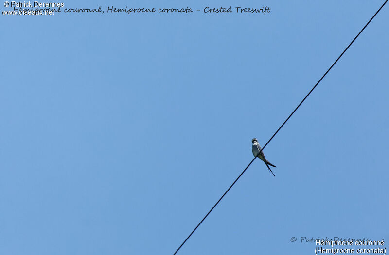 Crested Treeswift, identification