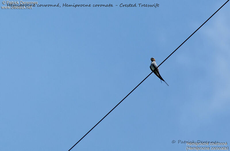 Crested Treeswift, identification