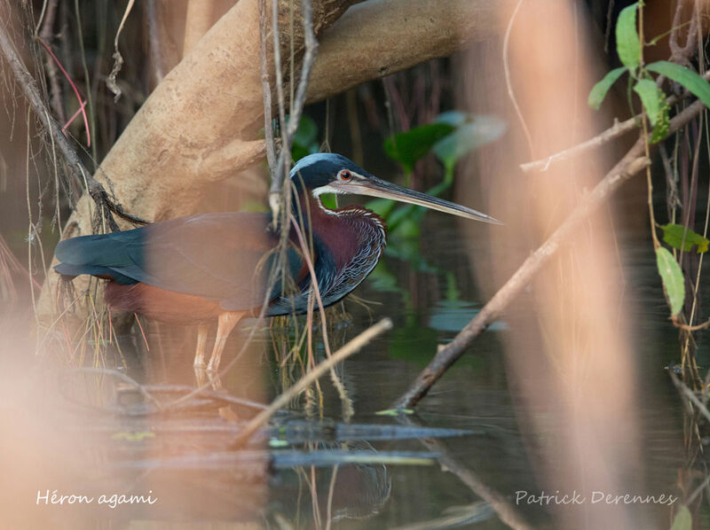 Agami Heronadult, identification, habitat