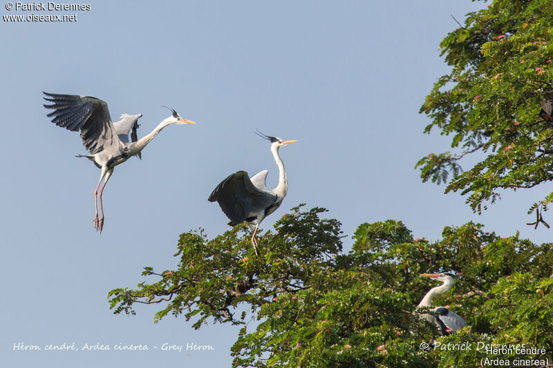 Héron cendré, identification, habitat, Vol