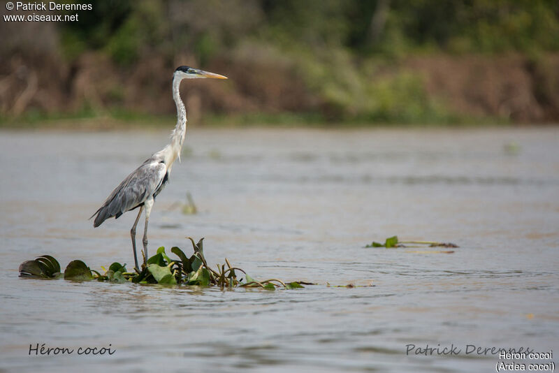 Héron cocoi, identification, habitat