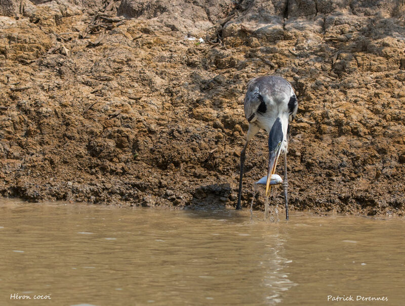 Héron cocoi, identification, habitat, régime, pêche/chasse