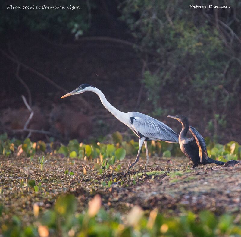 Cocoi Heron, identification, habitat