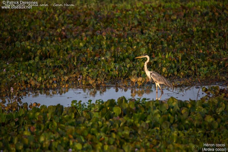 Héron cocoi, identification, habitat