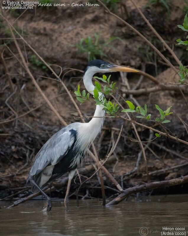 Cocoi Heron, identification, habitat