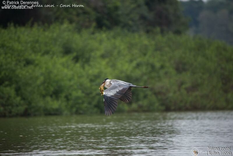 Héron cocoi, identification, habitat, pêche/chasse