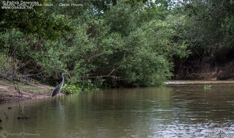 Cocoi Heron, habitat