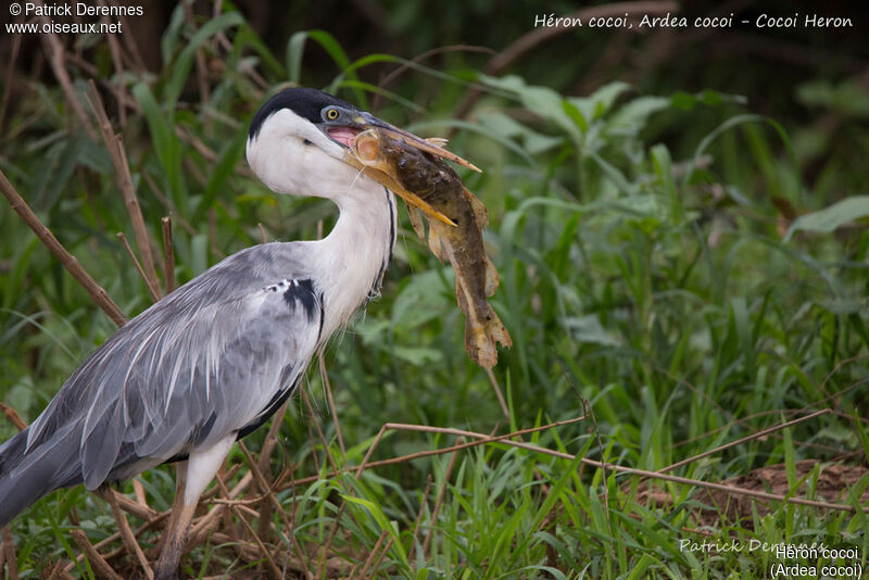 Héron cocoiadulte, régime, pêche/chasse, mange