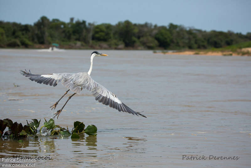 Cocoi Heronadult, habitat, Flight