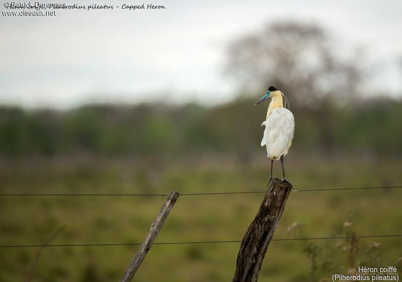 Capped Heron, identification