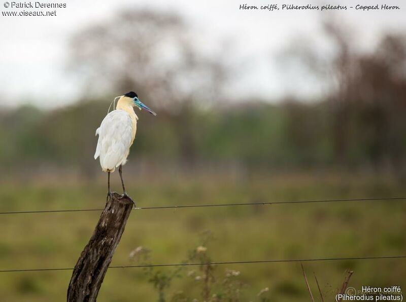 Capped Heron, identification