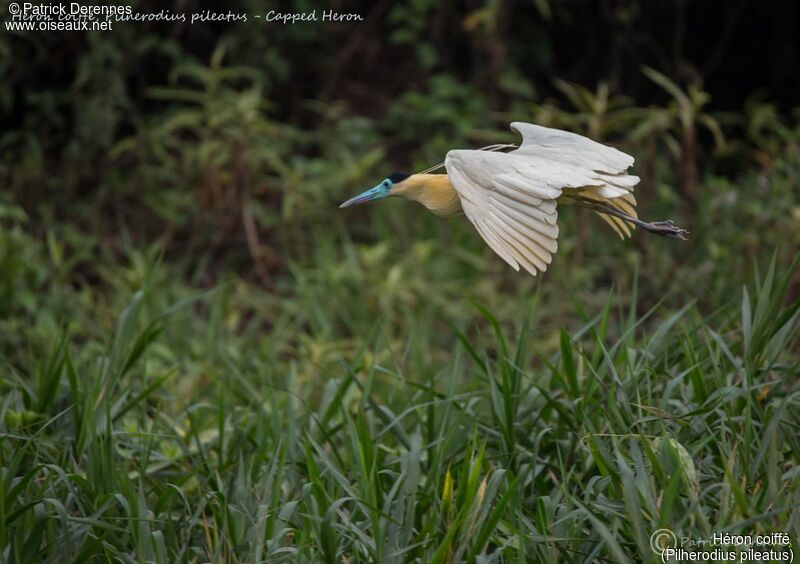 Héron coiffé, identification, habitat, Vol