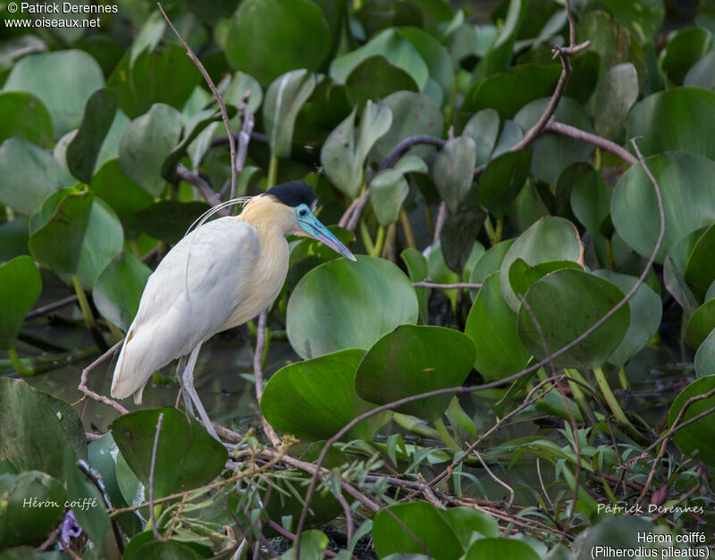 Héron coiffé, identification, habitat