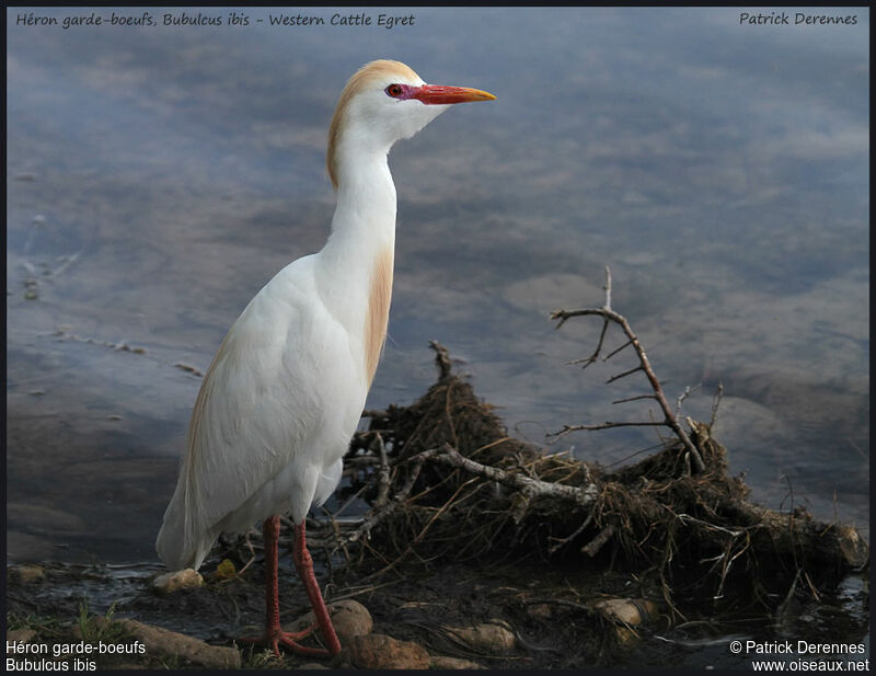 Western Cattle Egretadult breeding, identification, Reproduction-nesting