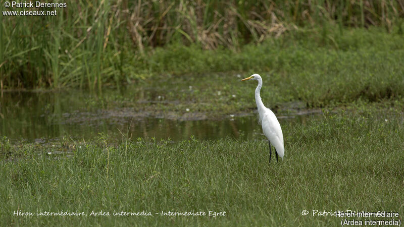 Héron intermédiaire, identification, habitat