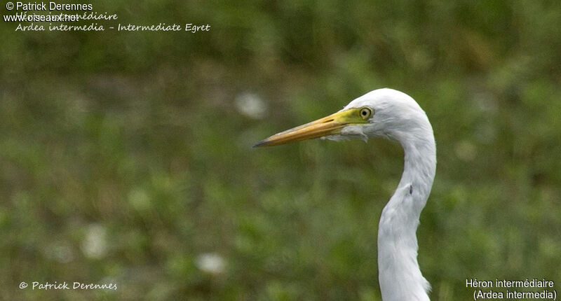 Medium Egret, identification, close-up portrait