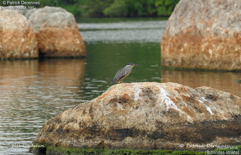 Striated Heron, identification, habitat