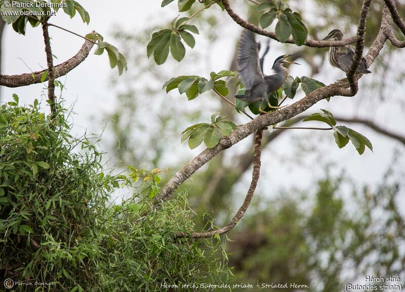 Striated Heron, identification