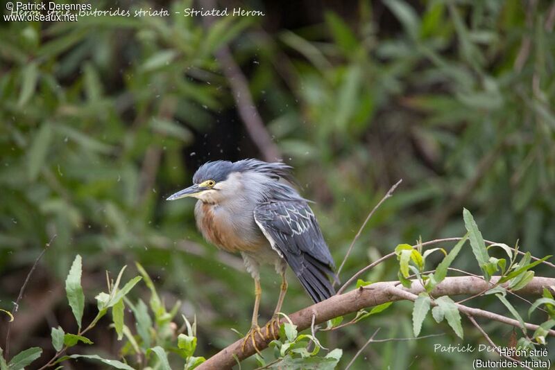 Striated Heron, identification, habitat