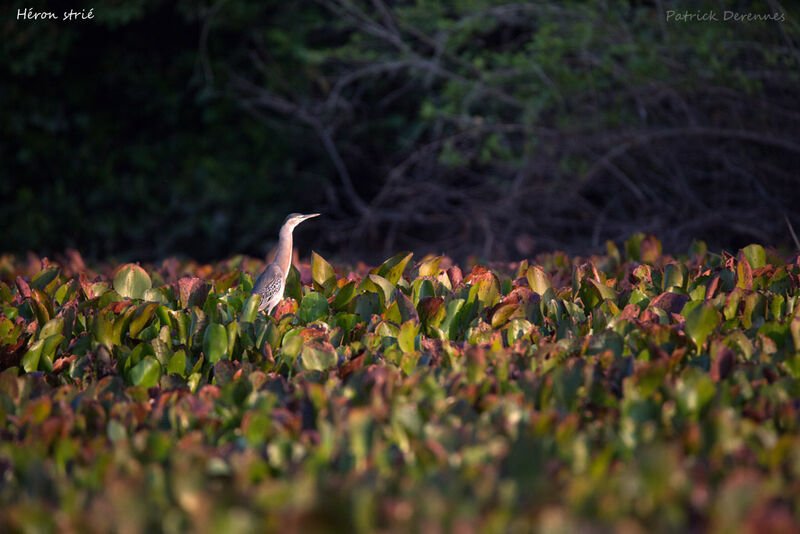 Héron strié, identification, habitat