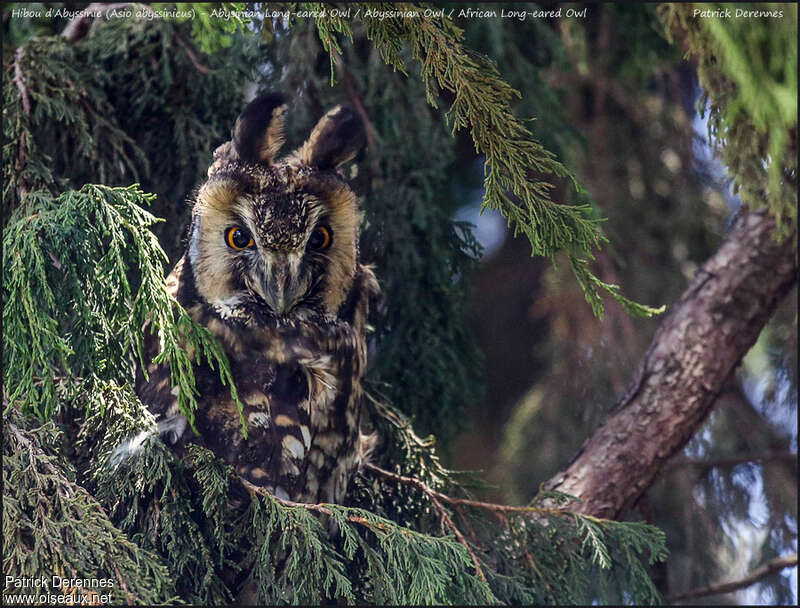 Abyssinian Owladult, identification