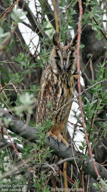 Hibou moyen-ducadulte, habitat, camouflage