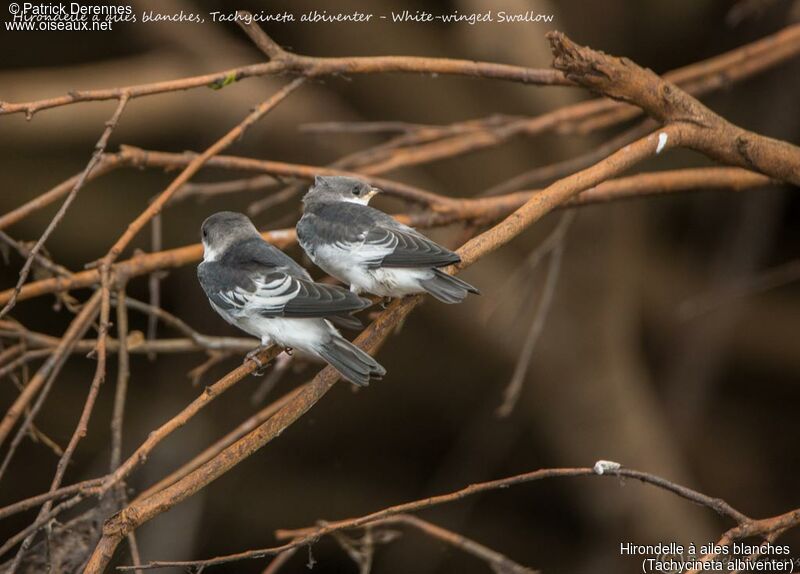 White-winged Swallowjuvenile, identification