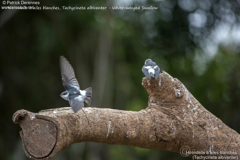 Hirondelle à ailes blanches, Vol