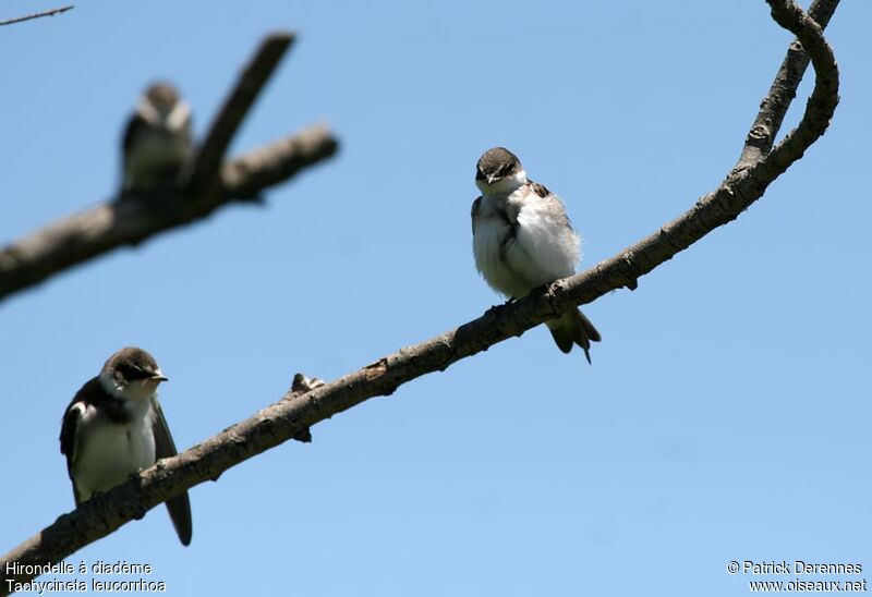 White-rumped Swallow, identification