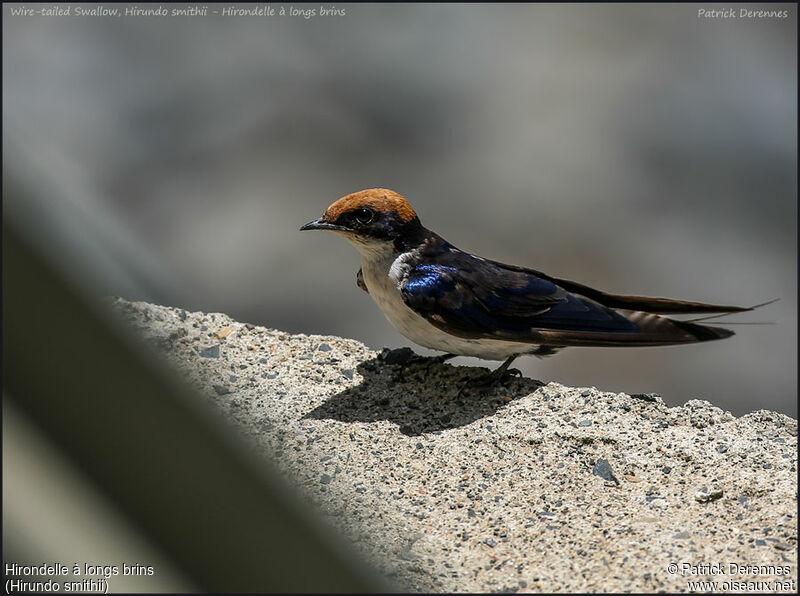 Hirondelle à longs brinsadulte, identification