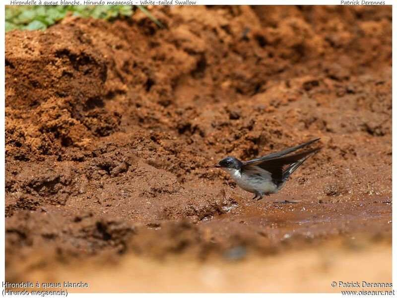 White-tailed Swallowadult, identification