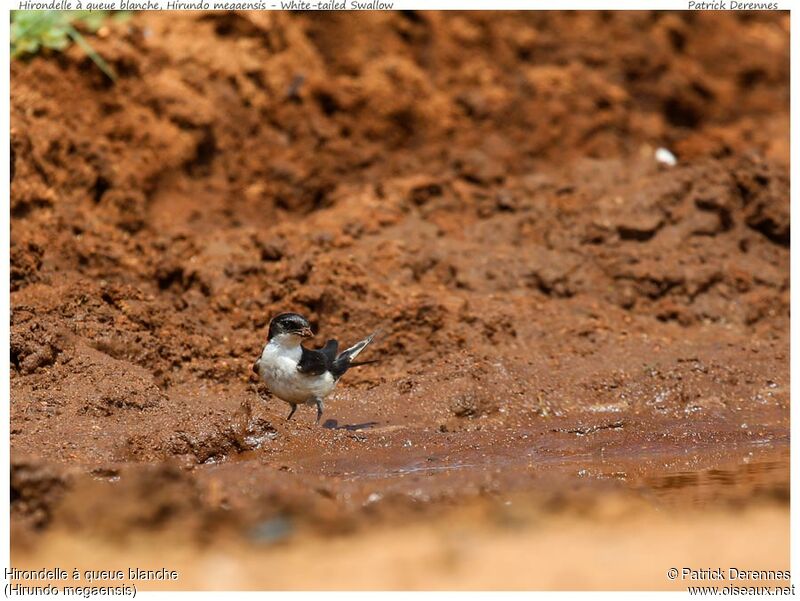 White-tailed Swallowadult, identification, Reproduction-nesting