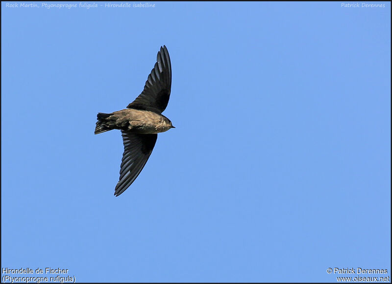 Red-throated Rock Martinadult, Flight