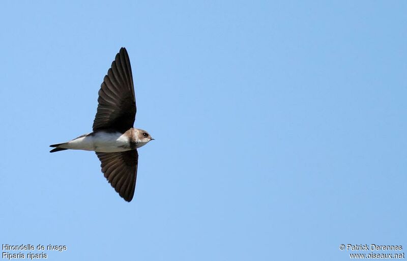 Sand Martinadult breeding, Flight