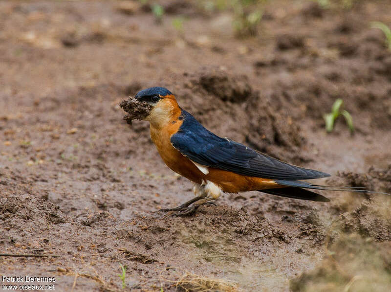 Hirondelle des mosquéesadulte, Nidification, Comportement