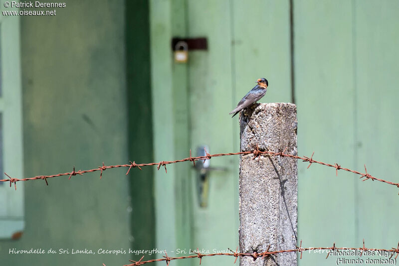 Hirondelle des Nilgiri, identification