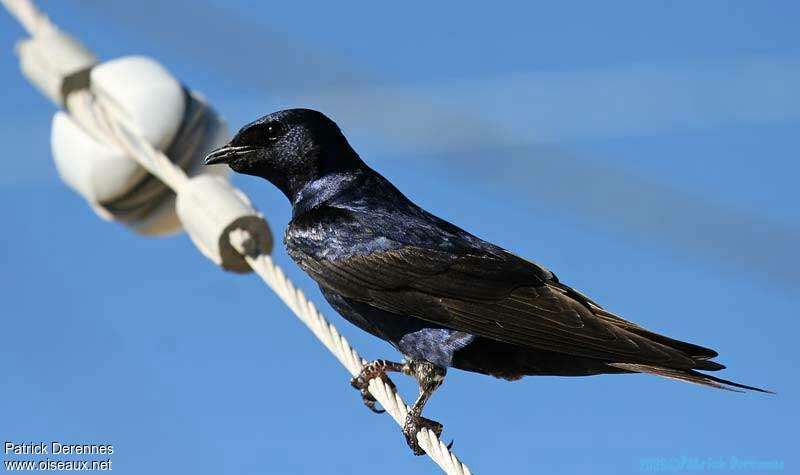 Southern Martinadult, identification