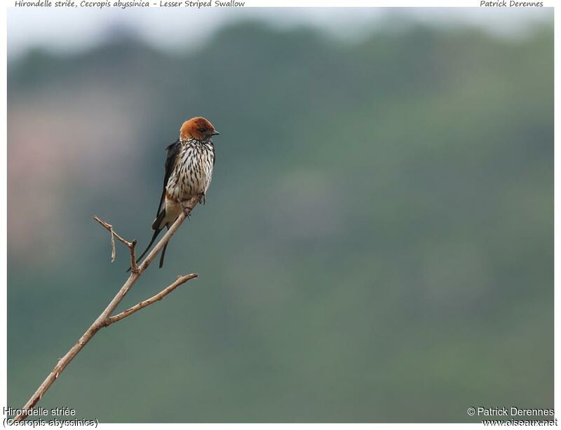 Lesser Striped Swallowadult, identification