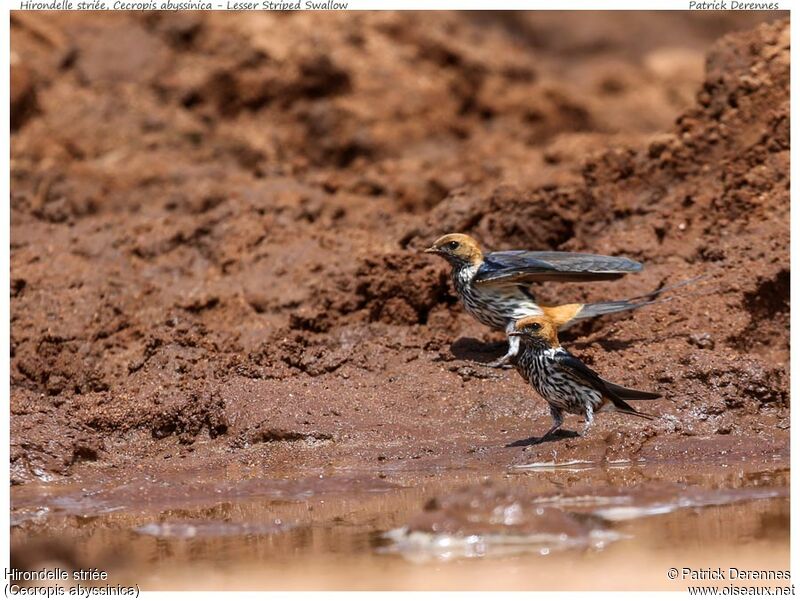 Lesser Striped Swallowadult, identification, Behaviour