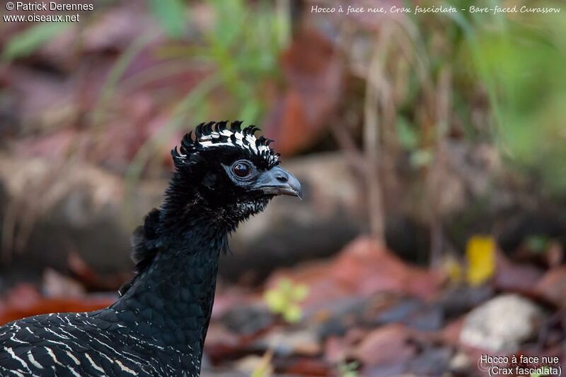 Bare-faced Curassow male, identification, close-up portrait, habitat